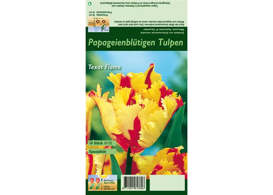 Papageien-Tulpe 'Texas Flame'