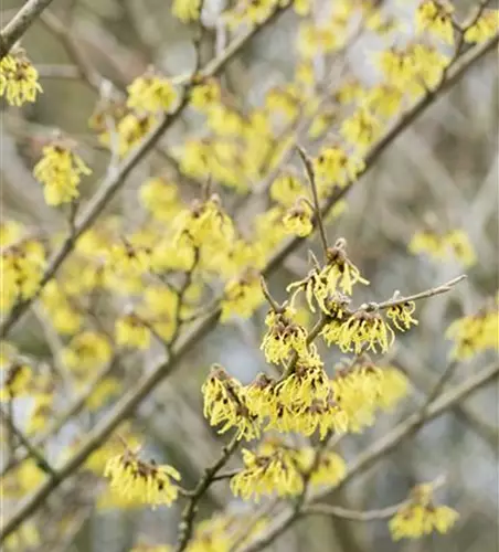 Schwefelgelbe Zaubernuss 'Arnold Promise'