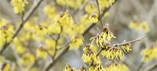 Schwefelgelbe Zaubernuss 'Arnold Promise'