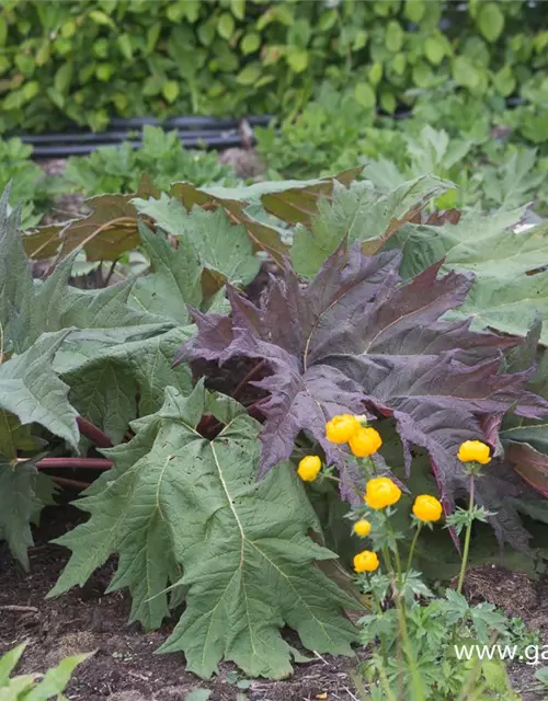 Rheum palmatum var.tanguticum