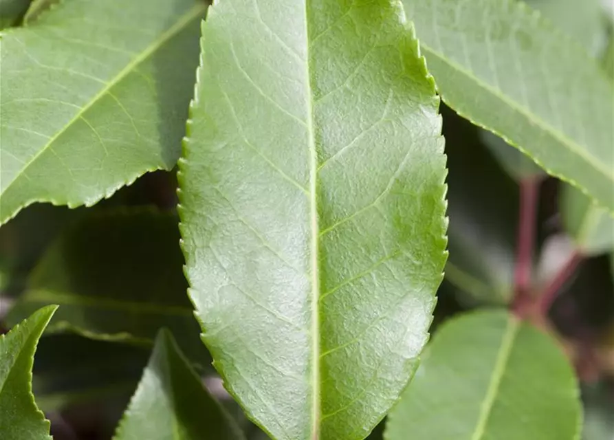 Portugisische Lorbeerkirsche 'Angustifolia' - Hecke