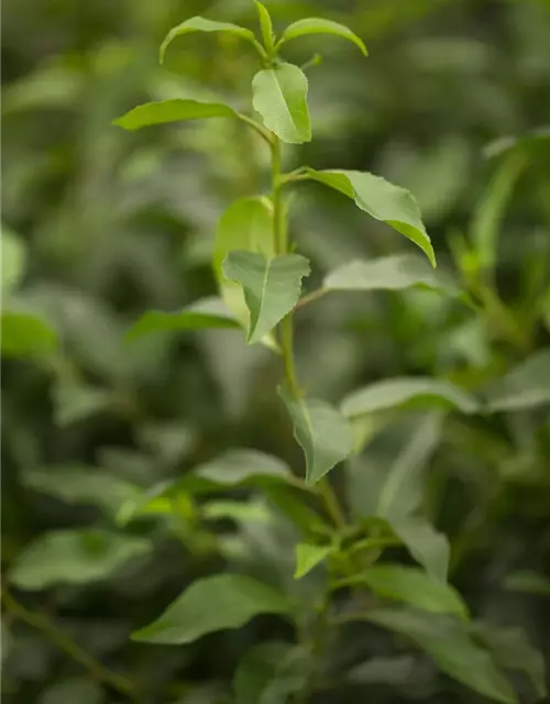 Portugisische Lorbeerkirsche 'Angustifolia' - Hecke