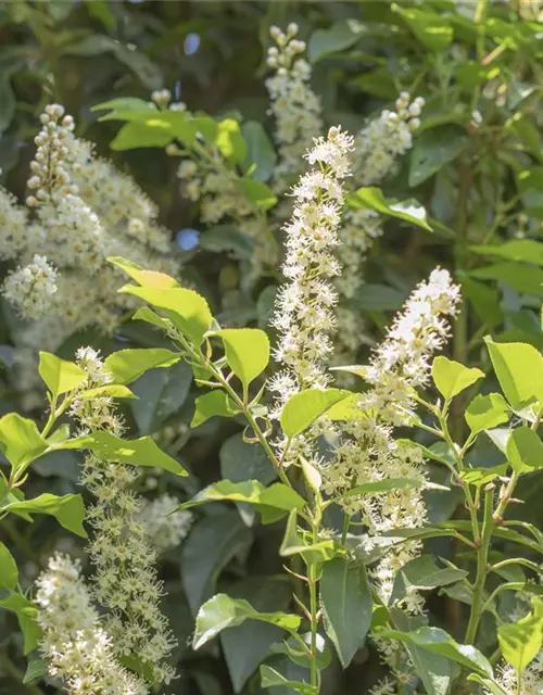 Portugisische Lorbeerkirsche 'Angustifolia' - Hecke