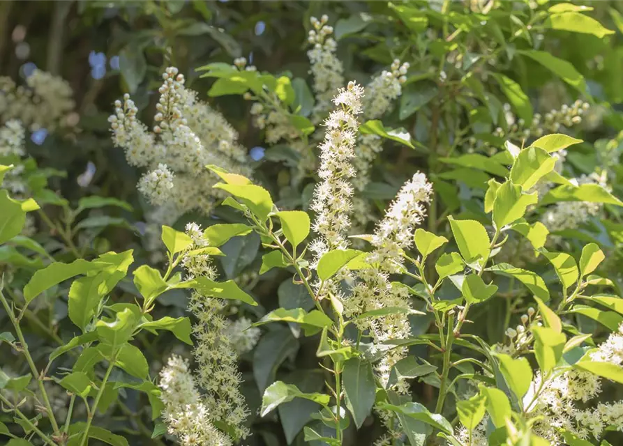 Portugisische Lorbeerkirsche 'Angustifolia' - Hecke