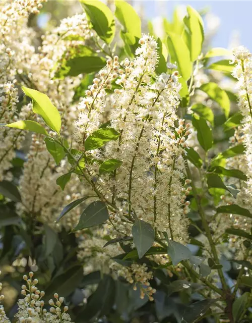 Portugisische Lorbeerkirsche 'Angustifolia' - Hecke