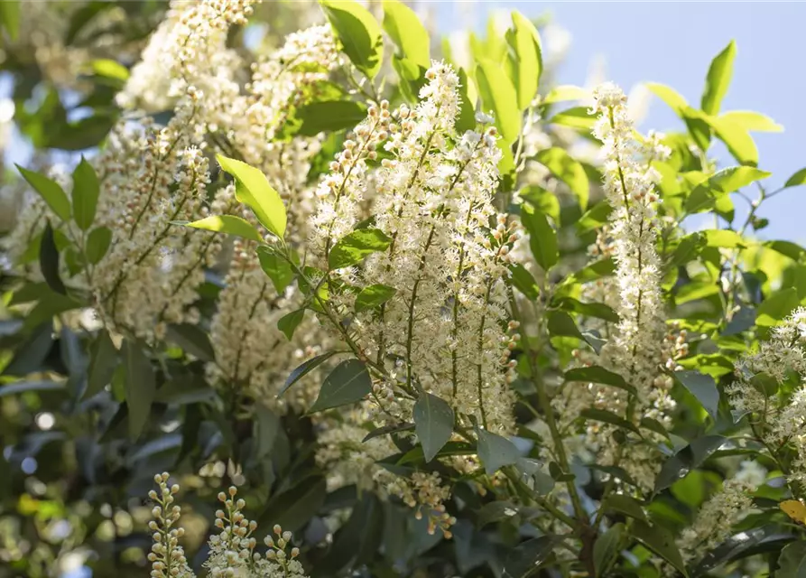 Portugisische Lorbeerkirsche 'Angustifolia' - Hecke