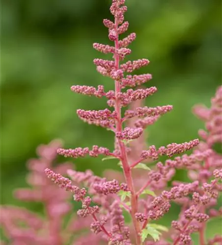 Prachtspiere 'Younique Carmine'®