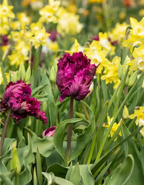 Papageien-Tulpen