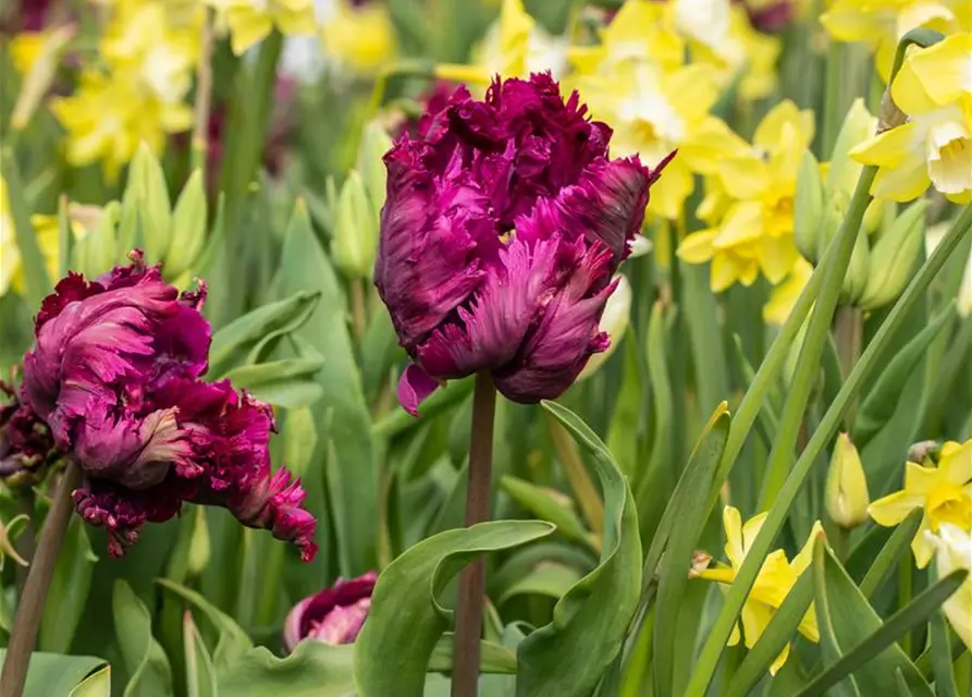 Papageien-Tulpen