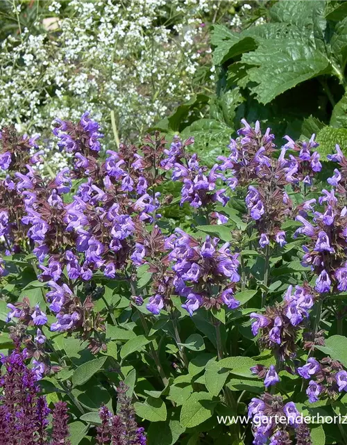 Salvia officinalis 'Berggarten'