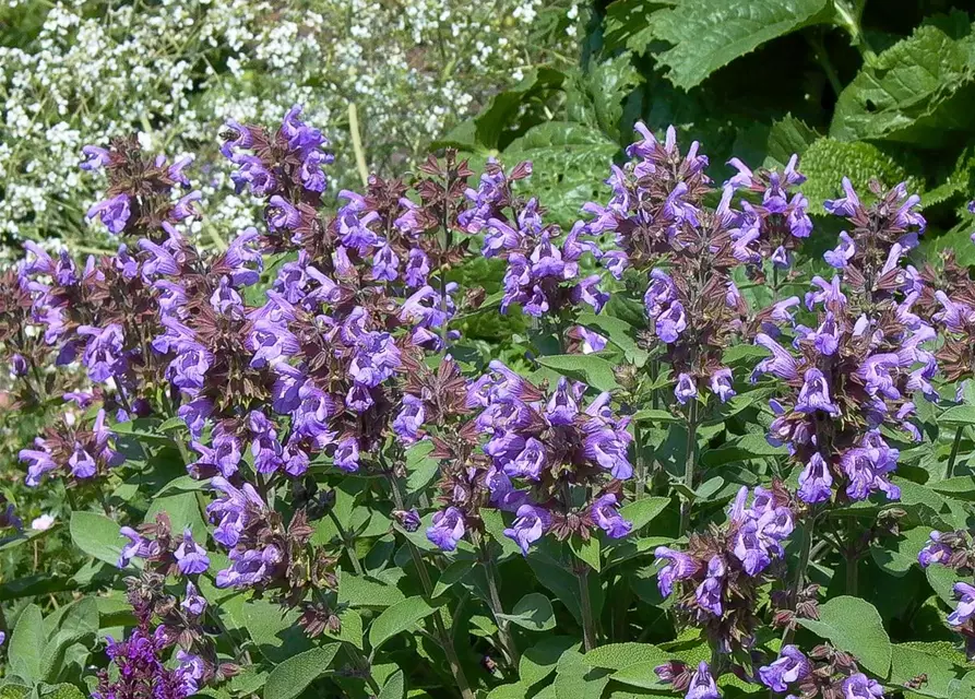 Salvia officinalis 'Berggarten'