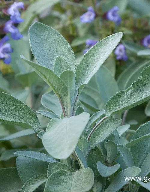 Salvia officinalis 'Berggarten'