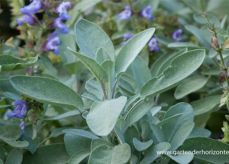 Salvia officinalis 'Berggarten'