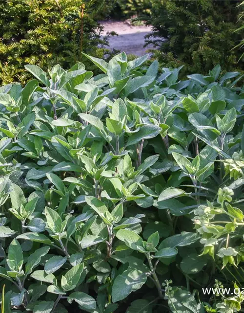 Salvia officinalis 'Berggarten'