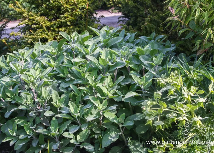 Salvia officinalis 'Berggarten'