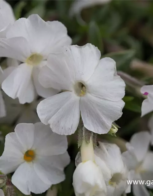 Phlox douglasii 'White Admiral'