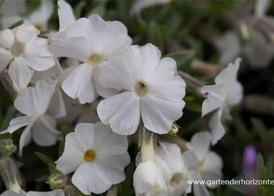 Phlox douglasii 'White Admiral'