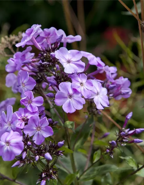 Phlox divaricata 'Clouds of Perfume'