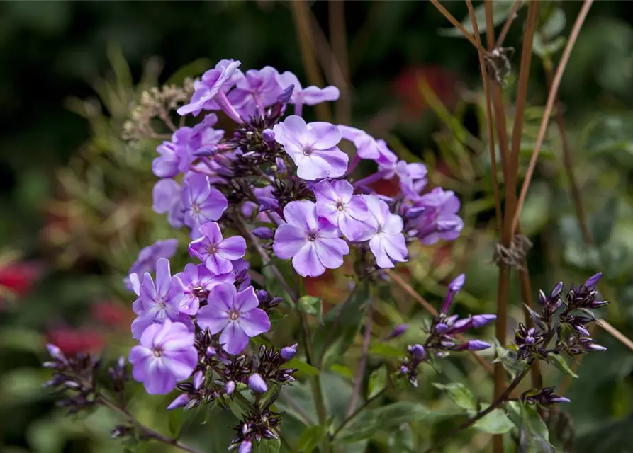 Phlox divaricata 'Clouds of Perfume'