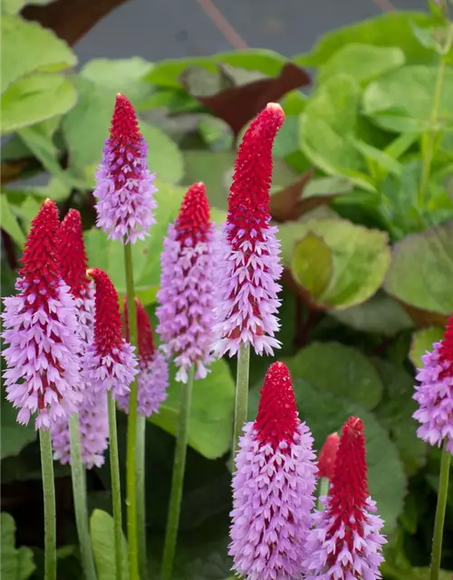 Orchideen-Primel 'Red Hot Poker'