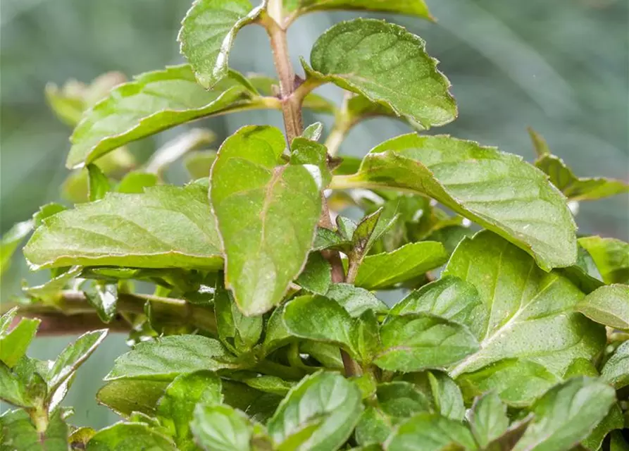 Schweizerische Garten-Minze