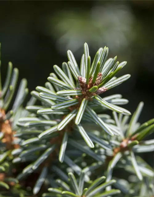 Serbische Kegelfichte 'Nana'