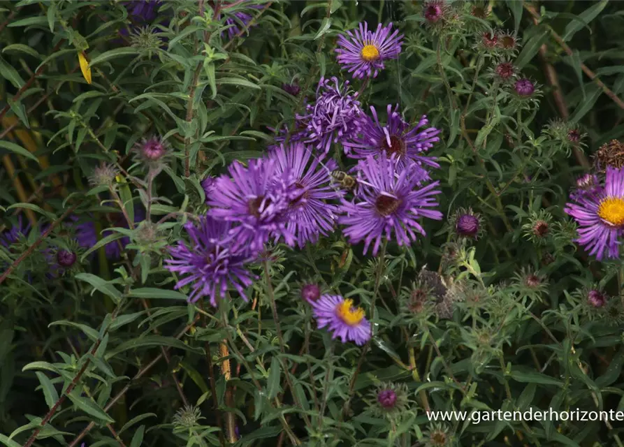 Raublatt-Aster