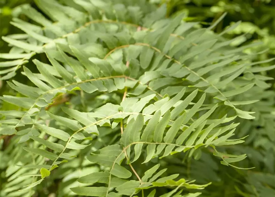 Osmunda regalis