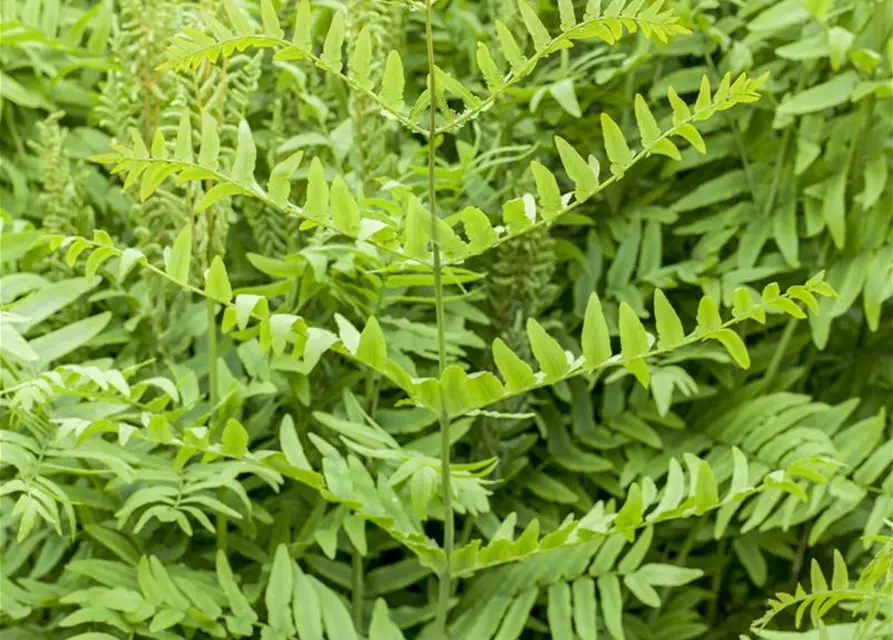 Osmunda regalis