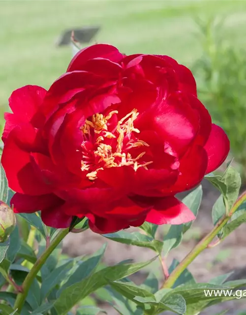 Pfingstrose 'Buckeye Belle'