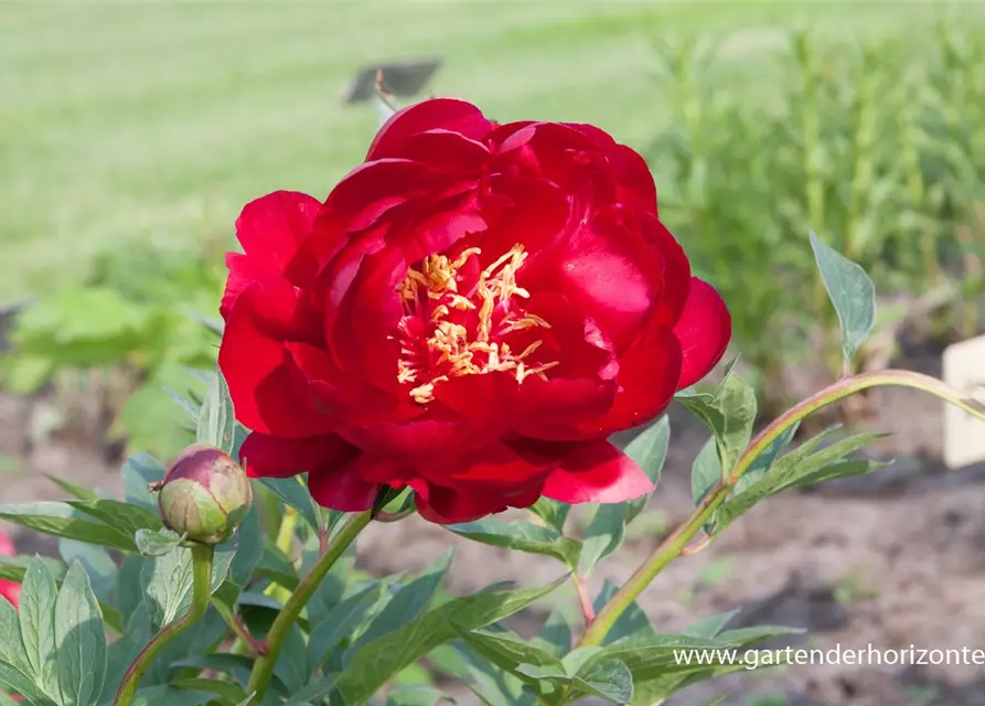 Pfingstrose 'Buckeye Belle'