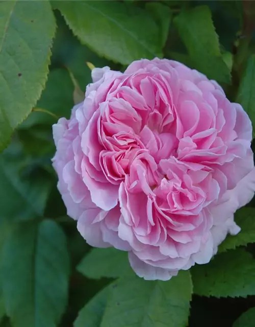 Parkrose 'Jacques Cartier'