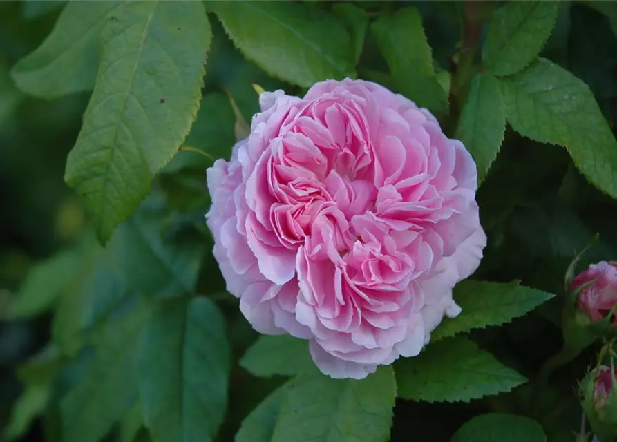 Parkrose 'Jacques Cartier'