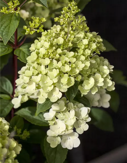 Rispenhortensie 'Silver Dollar'