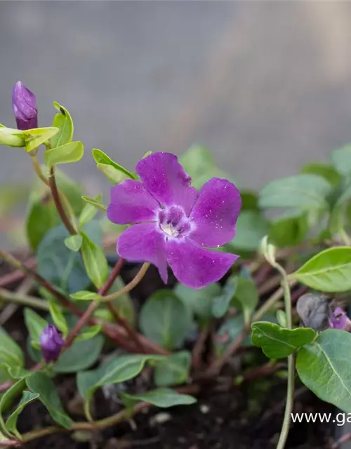 Rotblühendes Immergrün 'Atropurpurea'