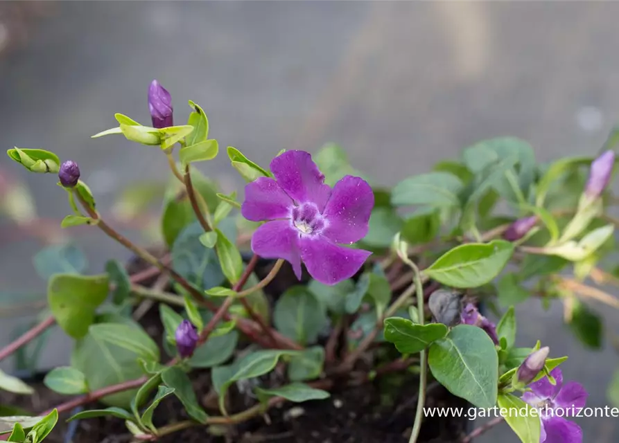 Rotblühendes Immergrün 'Atropurpurea'