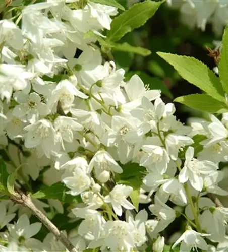 Philadelphus Hybride 'Manteau d' Hermine' 