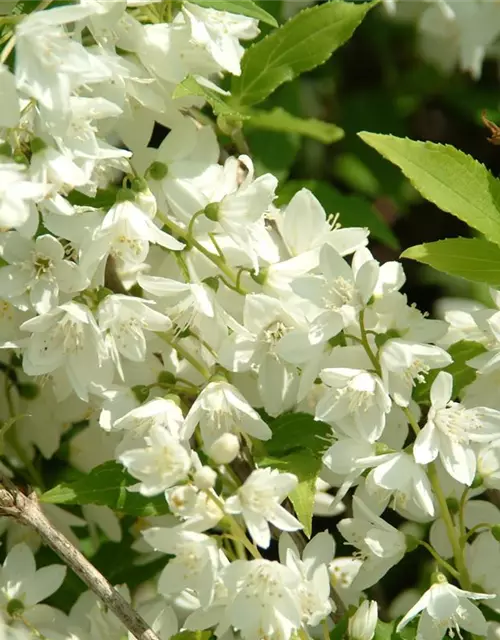 Philadelphus Hybride 'Manteau d' Hermine' 