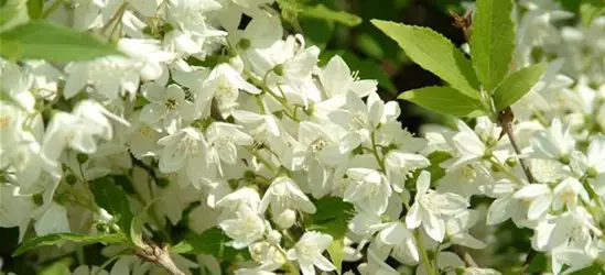 Philadelphus Hybride 'Manteau d' Hermine' 