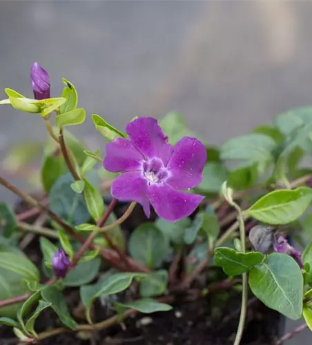 Rotblühendes Immergrün 'Atropurpurea'