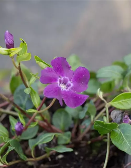 Rotblühendes Immergrün 'Atropurpurea'