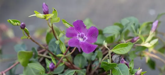 Rotblühendes Immergrün 'Atropurpurea'