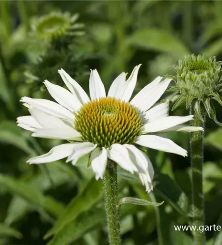 Scheinsonnenhut 'White Swan'