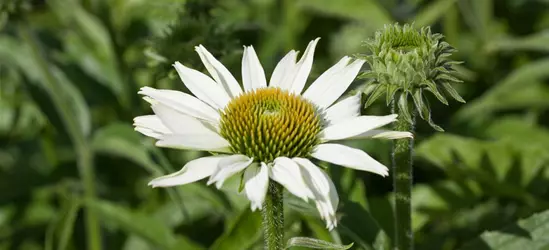 Scheinsonnenhut 'White Swan'