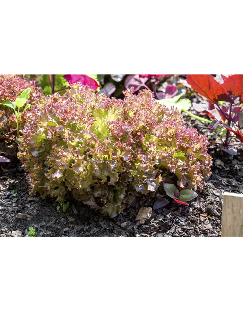 Pflücksalat 'Lollo rosso'