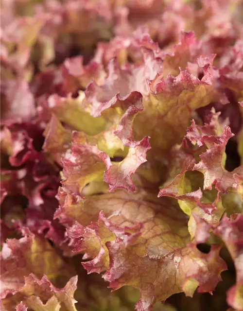 Pflücksalat 'Lollo rosso'