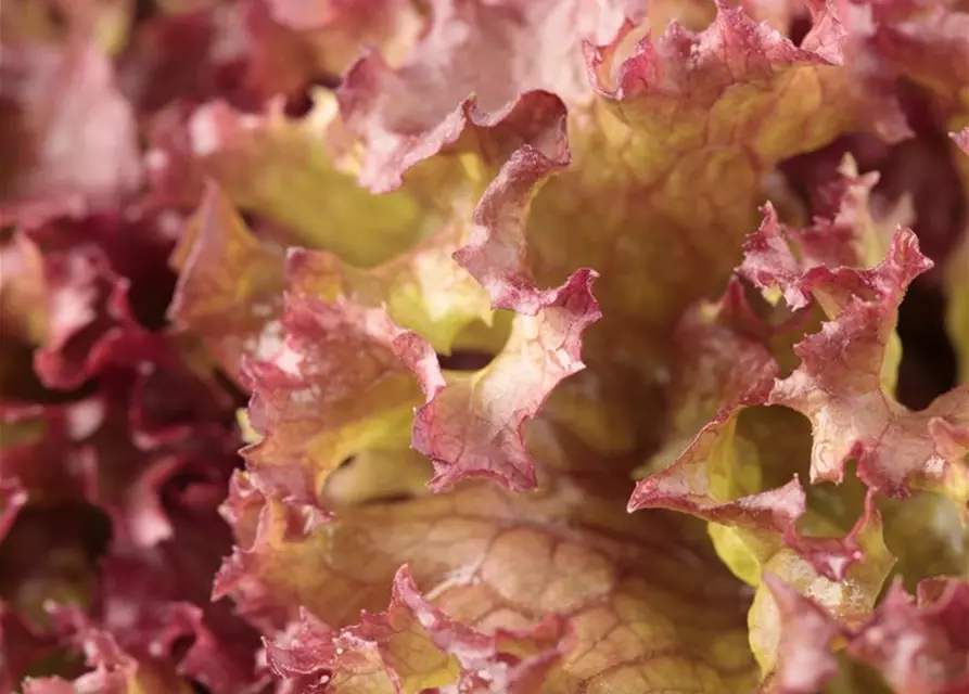 Pflücksalat 'Lollo rosso'