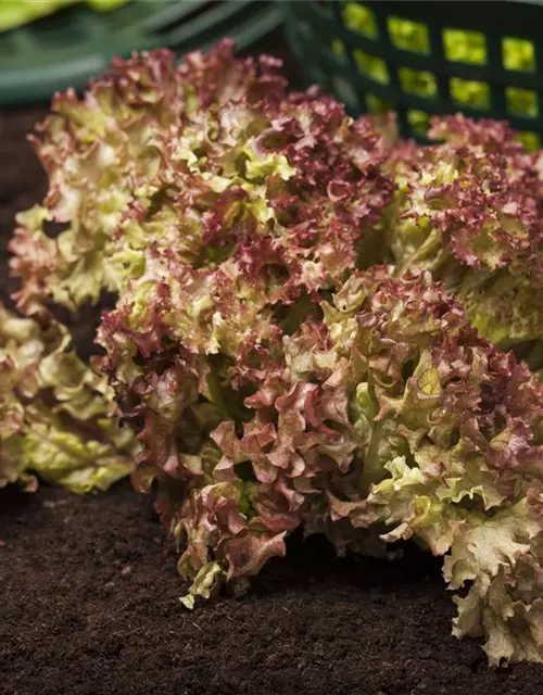 Pflücksalat 'Lollo rosso'