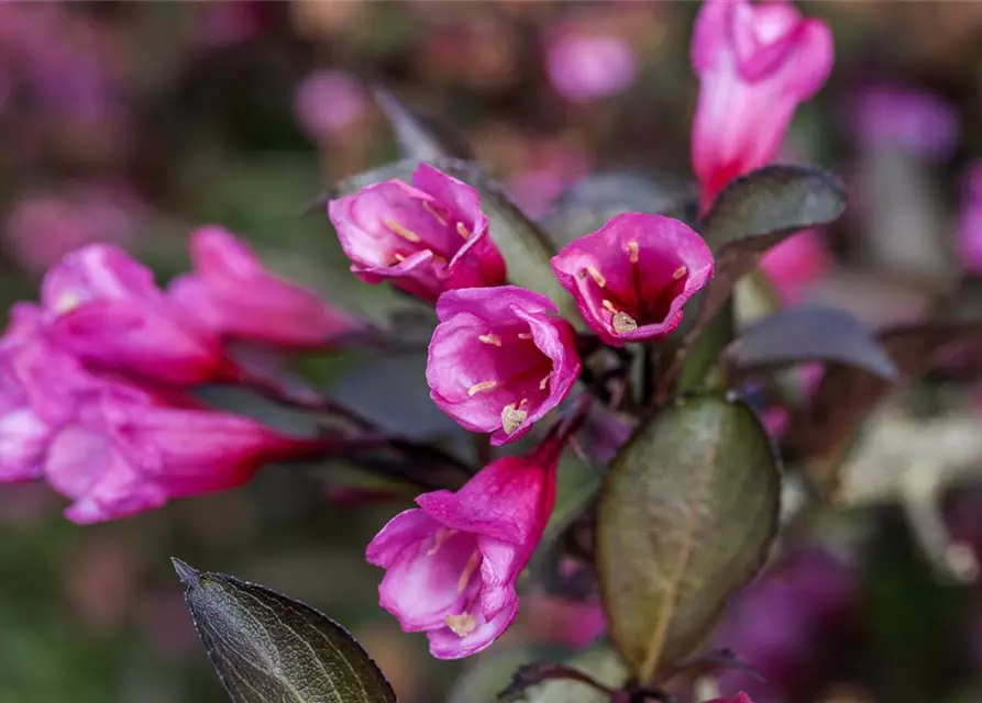 Rosa Weigelie 'Alexandra'(s)