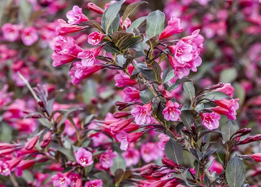 Rosa Weigelie 'Alexandra'(s)